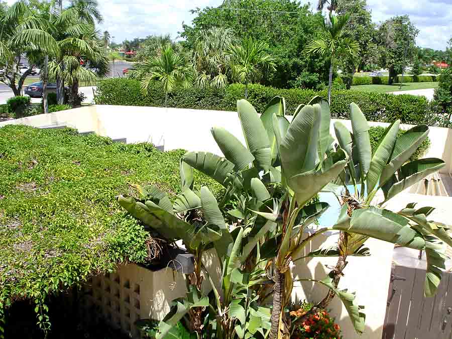 Jacaranda Landscaping